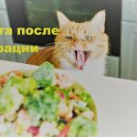 Диета после удаления геморроя Диета после удаления геморроя