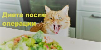 Диета после удаления геморроя Диета после удаления геморроя