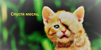 Месяц после удаления геморроя Месяц после удаления геморроя