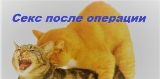 Секс после удаления геморроя Секс после удаления геморроя