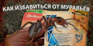 Как избавиться от муравьёв Как избавиться от муравьёв