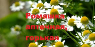 Почему из аптечной ромашки чай горький