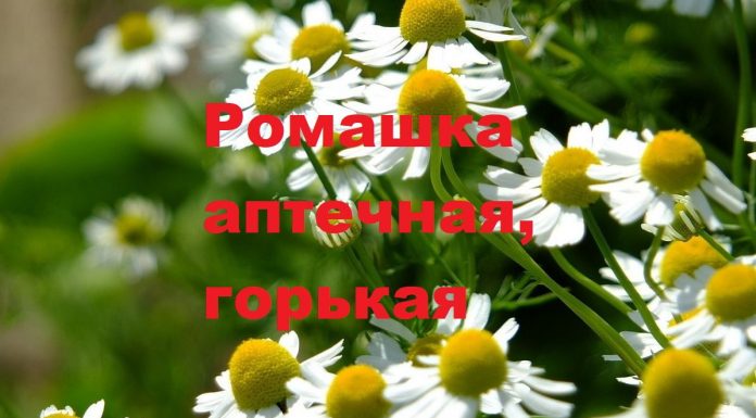 Почему из аптечной ромашки чай горький Почему из аптечной ромашки чай горький