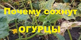 Почему желтеют и сохнут листья огурцов Почему желтеют и сохнут листья огурцов