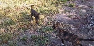 Стоит ли брать двух щенков Стоит ли брать двух щенков