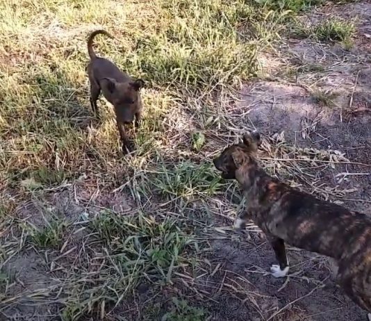 Стоит ли брать двух щенков Стоит ли брать двух щенков