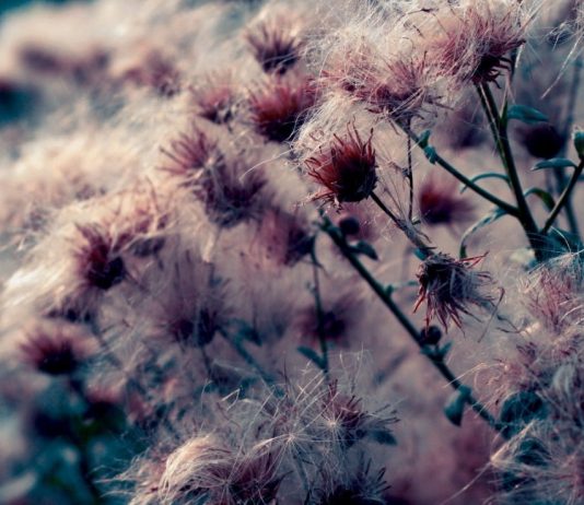 После высыхания цветочки трав превращаются в пух как одуванчик После высыхания цветочки трав превращаются в пух как одуванчик